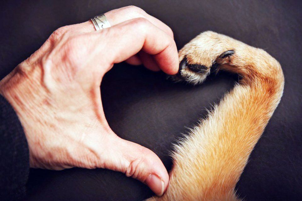 cuore formato da una mano di una donna unico alla zampa di un cane