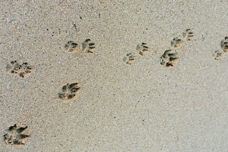 cremazione e sepoltura animali domestici