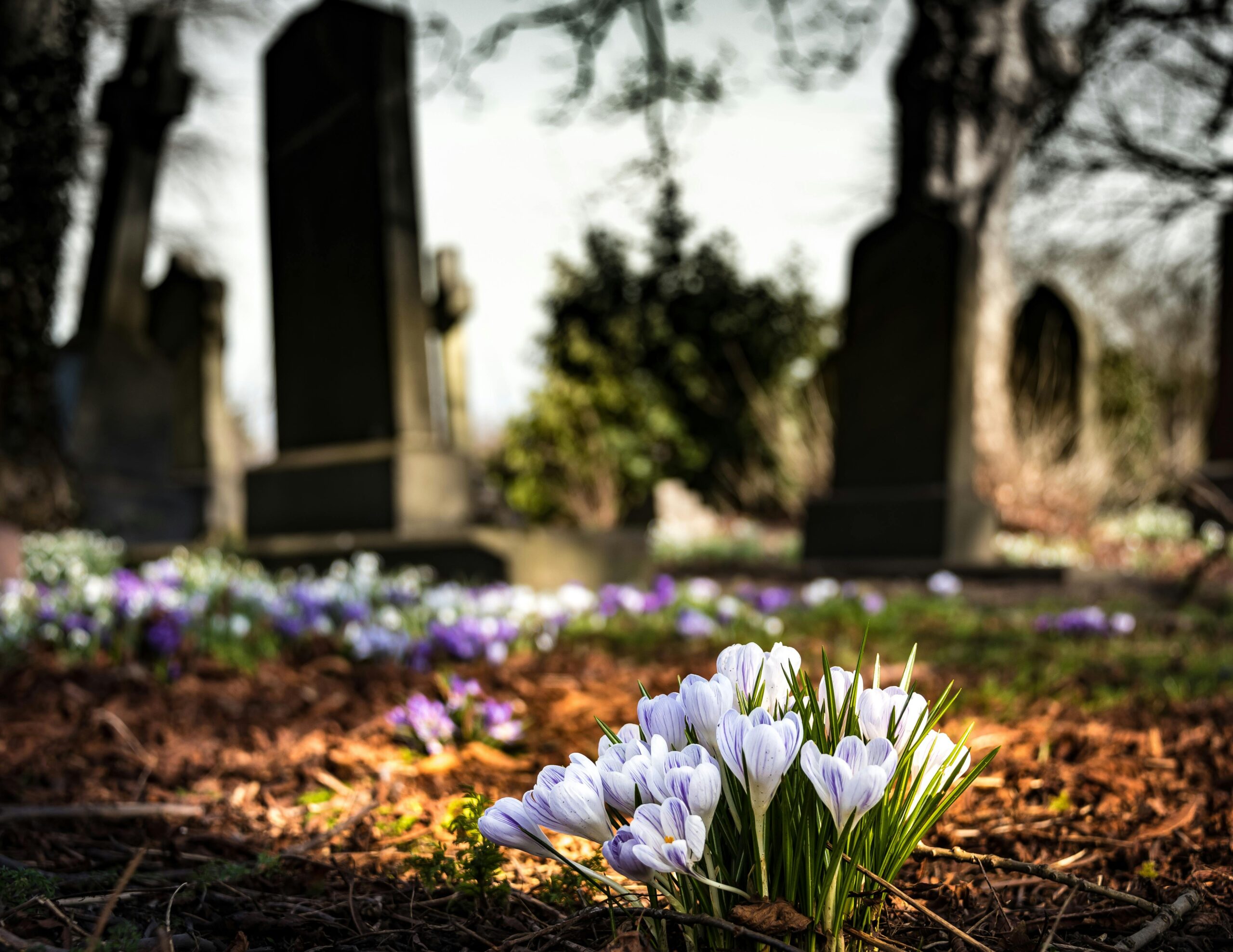 fiori azzurri in un cimitero