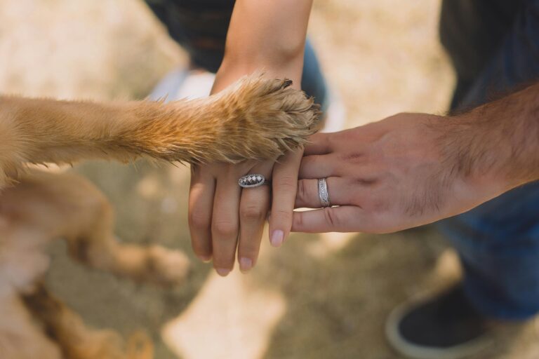 zampa di animale che si appoggia sulle mani dei suoi umani