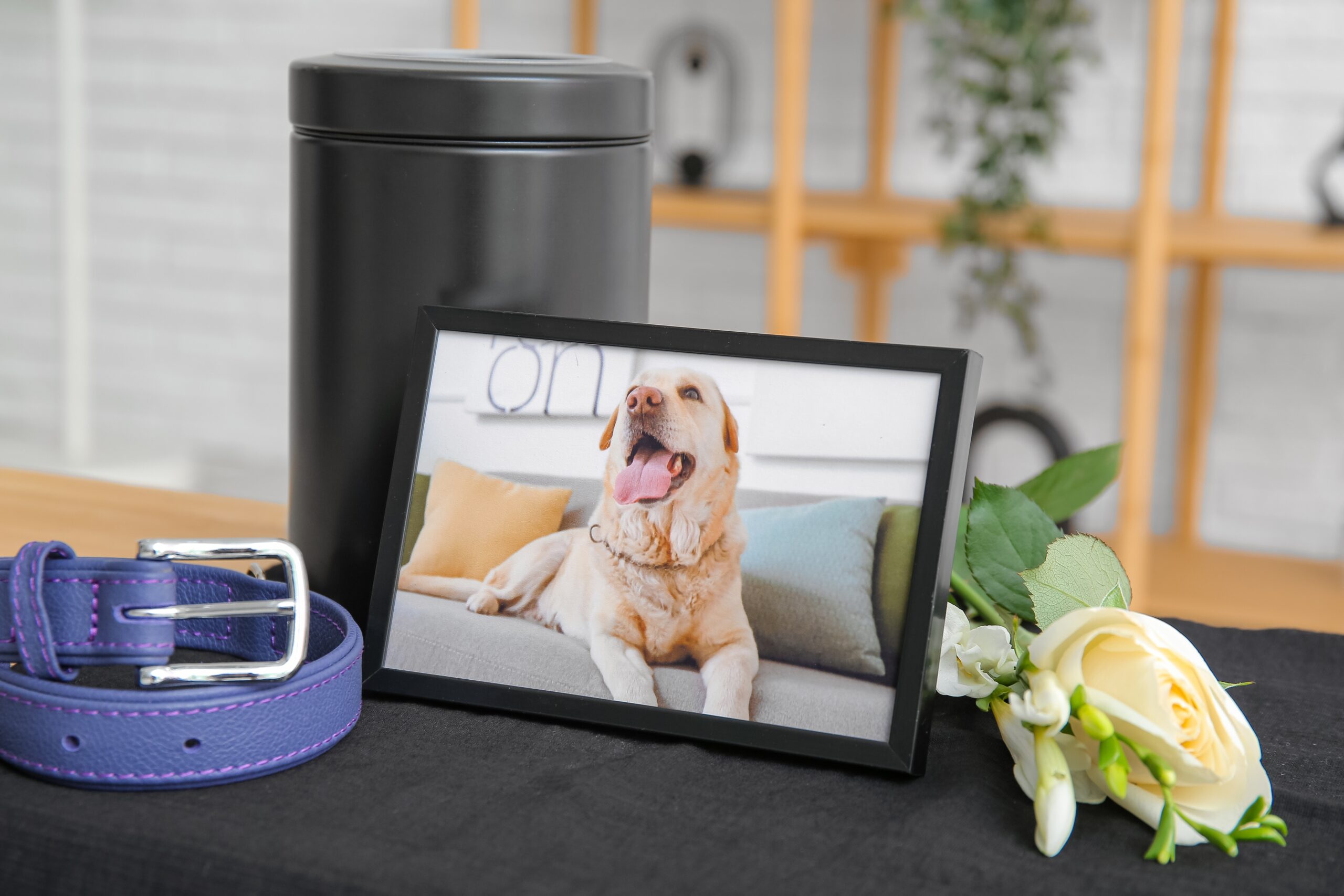 Cornice con foto di un cane accanto a urna commemorativa e fiore bianco